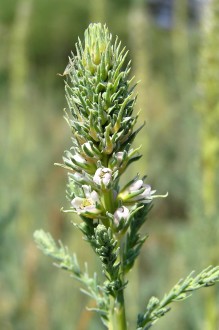 Myricaria germanica (German tamarisk)