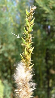 Myricaria germanica (German tamarisk) - capsules