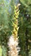 Myricaria germanica (German tamarisk) - tiny, downy seeds