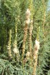 Myricaria germanica (German tamarisk)