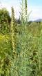 Myricaria germanica (German tamarisk)