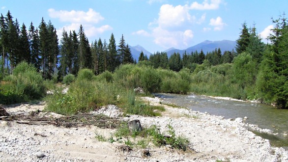 Myricaria germanica (German tamarisk) - habitat – gravel bars of the Belá River