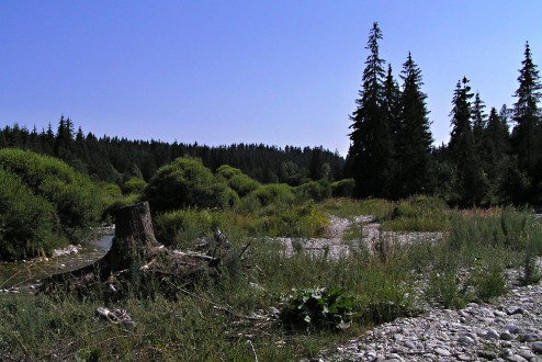 Myricaria germanica (German tamarisk) - on the sandy and gravelly alluvial deposits of the Belá River