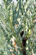 Myricaria germanica (German tamarisk) - leaves on older shoots