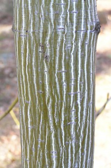 Acer pensylvanicum (Striped maple, Pennsylvania maple) - bark