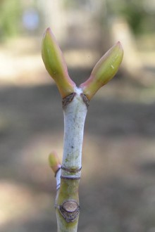 Acer pensylvanicum (Striped maple, Pennsylvania maple)