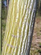 Acer pensylvanicum (Striped maple, Pennsylvania maple) - bark