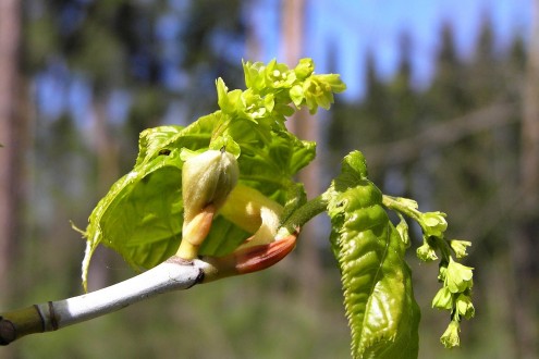 Acer pensylvanicum (Striped maple, Pennsylvania maple)