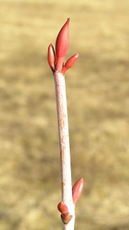 Acer pensylvanicum (Striped maple, Pennsylvania maple)
