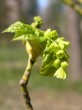 Acer pensylvanicum (Striped maple, Pennsylvania maple)