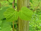 Acer pensylvanicum (Striped maple, Pennsylvania maple)