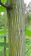 Acer pensylvanicum (Striped maple, Pennsylvania maple) - bark