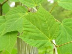 Acer pensylvanicum (Striped maple, Pennsylvania maple)