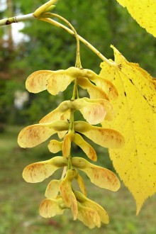 Acer pensylvanicum (Striped maple, Pennsylvania maple)