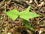 Acer pseudoplatanus (Mountain maple) - seedling (cotyledons with three parallel veins)