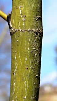 Acer palmatum (Japanese maple, Palmate maple) - bark