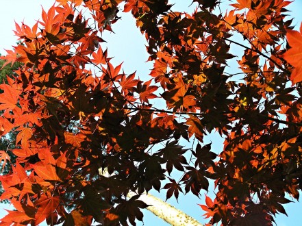 Acer palmatum (Japanese maple, Palmate maple) - form of Atropurpureum