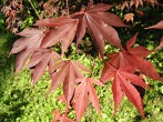 Acer palmatum (Japanese maple, Palmate maple) - twig with leaves (f. Atropurpureum)