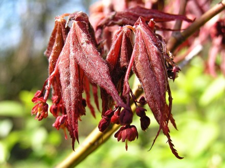 Acer palmatum (Japanese maple, Palmate maple) - form of Atropurpureum