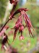 Acer palmatum (Japanese maple, Palmate maple) - form of Atropurpureum