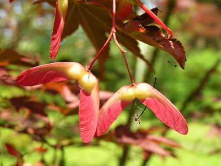 Acer palmatum (Japanese maple, Palmate maple)