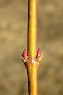 Acer palmatum (Japanese maple, Palmate maple)