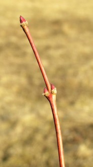 Acer palmatum (Japanese maple, Palmate maple)
