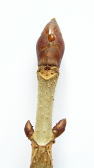 Aesculus hippocastanum (Horse chestnut)