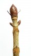 Aesculus hippocastanum (Horse chestnut)