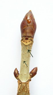 Aesculus hippocastanum (Horse chestnut)