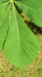 Aesculus hippocastanum (Horse chestnut) - single leaf