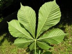 Aesculus hippocastanum (Horse chestnut) - underside