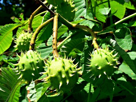 Aesculus hippocastanum (Horse chestnut) - capsules