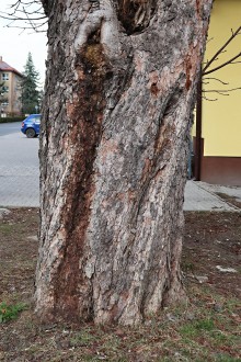 Aesculus hippocastanum (Horse chestnut) - bark