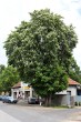Aesculus hippocastanum (Horse chestnut) - Liptovský Hrádok (5/2012)