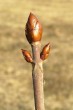 Aesculus hippocastanum (Horse chestnut)