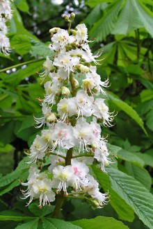 Aesculus hippocastanum (Horse chestnut)