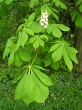 Aesculus hippocastanum (Horse chestnut)