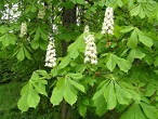 Aesculus hippocastanum (Horse chestnut)
