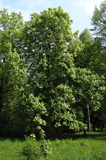 Aesculus hippocastanum (Horse chestnut) - Hrádok Arboretum (5/2009)