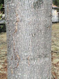 Aesculus x carnea - bark