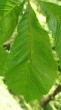 Aesculus x carnea - single leaf (top side)