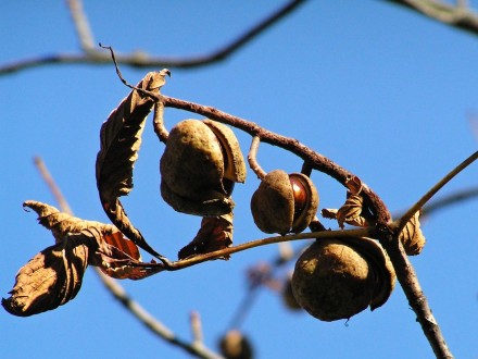 Aesculus x carnea - ripening (bursting) capsules
