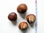 Aesculus x carnea - seeds (chestnuts)