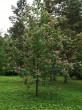Aesculus x carnea - Hrádok Arboretum (6/2020)