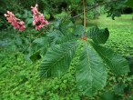 Aesculus x carnea