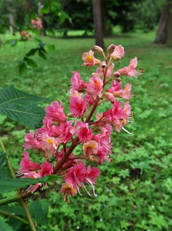Aesculus x carnea