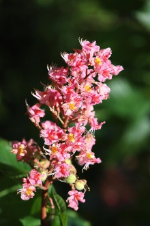 Aesculus x carnea