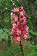 Aesculus x carnea