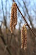 Corylus avellana (common hazel) - male (♂) catkins in spring at the time of flowering